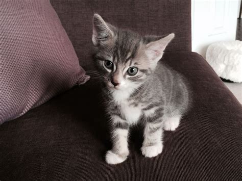 Pictures Of Gray Tabby Kittens Selective Focus Photography Of Sittng