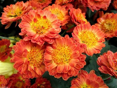 Hardy Chrysanthemum Garden Mums Indicum Mix Large Variety Perennial 30