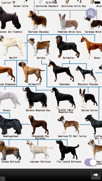 The Most Informative Apps And Guides About Dog Breeds