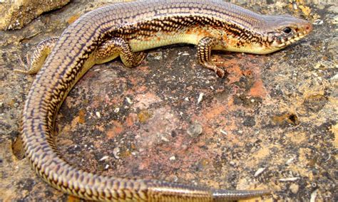 Discover 10 Amazing Lizards In Arizona Az Animals