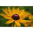 Yellow Flower A1  HD Desktop Wallpapers 4k