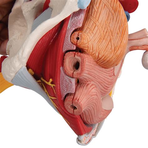 Anatomical Teaching Models Plastic Human Pelvic Models Female