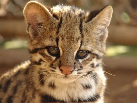 The Oncilla Is The Smallest Of The Wild Cats Of South America They