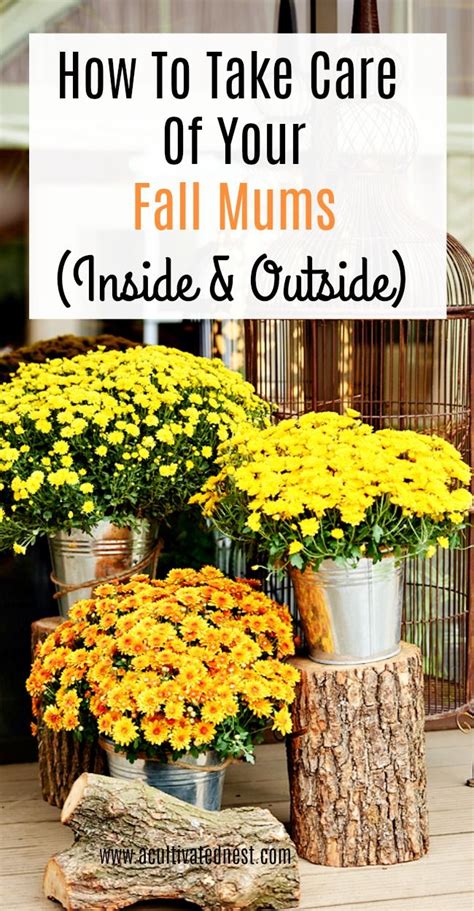 How To Take Care Of Your Mums Indoors And Out Fall Mums Garden Mum