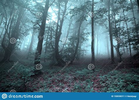 Misterious Foggy Forest Stock Image Image Of Environment 150038311