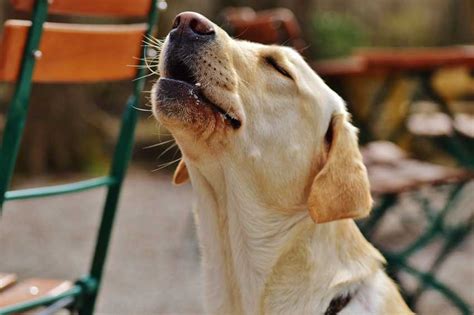 Why Do Dogs Howl Dog Communication Explained Dogblend