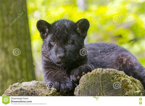 Black Jaguar Cub Stock Image Image Of Felid Animal 73243551