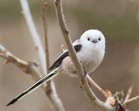 This Little Critter Is A Japanese Long Tailed Tit Raww