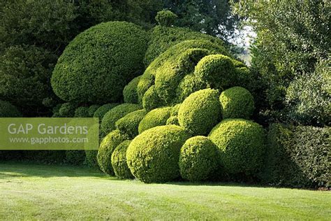 Clipped Buxus Hedge Stock Photo By Fiona Mcleod Image 0227987