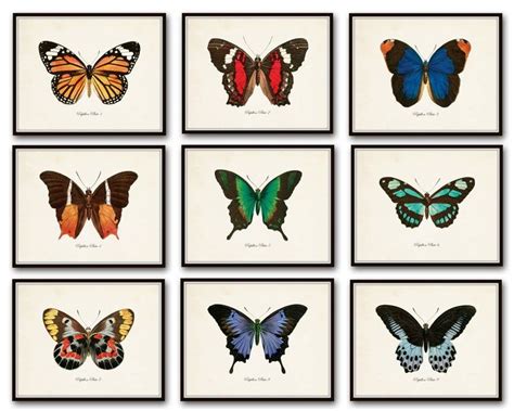 Vintage Butterfly Butterfly Art Butterflies Canvas Texture Paper
