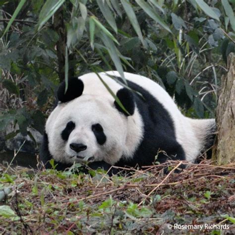 Pandas Habitat Facts