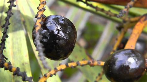 Check spelling or type a new query. SAW PALMETTO Wholesome Berry Pill THE FRESHEST IT CAN BE ...
