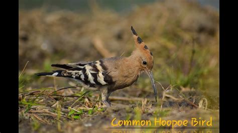 Common Hoopoe Bird Youtube