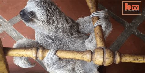 Baby Sloths Are Too Little To Climb Trees So They Use A Rocking Chair