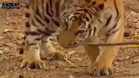 Most Amazing Wild Animal Attacks 64 Lion Vs People Who Would Win Wild