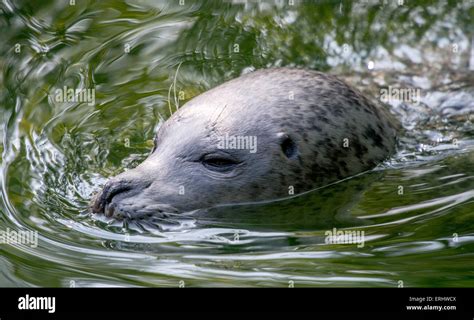 Seal Head Close Up Stock Photo Alamy