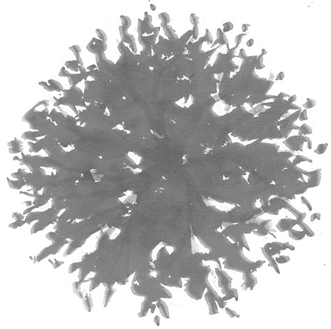 Tree Plan Png Black And White png image