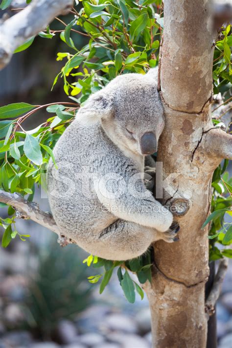 Sleeping Koala Stock Photo Royalty Free Freeimages