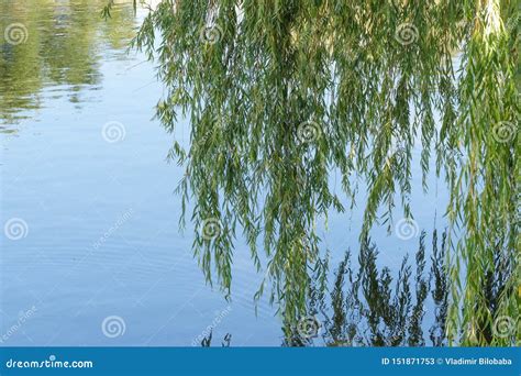 Hanging Branches Of A Weeping Willow Stock Image Image Of Life Hang