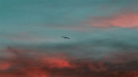 Wallpaper Cloud Bird Atmosphere Dusk Air Travel Cumulus Plant