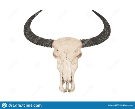 Skull Of Buffalo With Horns Stock Image Image Of Buffalo Anatomy