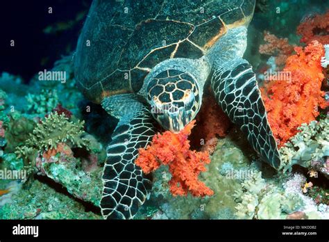 Hawksbill Turtle Eretmochelys Imbricata Feeding On Alcyonarians On