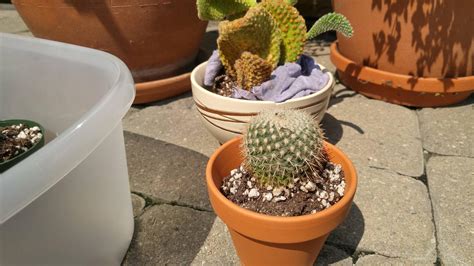 So if you have a dry, low humidity home and plenty of sun exposure, bunny ears cactus might be the perfect plant for you. Just adopted some really unhappy cacti. Is this the right ...
