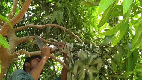 Pruning Unnecessary Branches Of Mango Small Tree Youtube