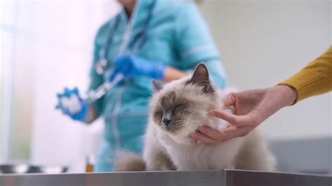 10 Common Cat Injuries Rspca Pet Insurance