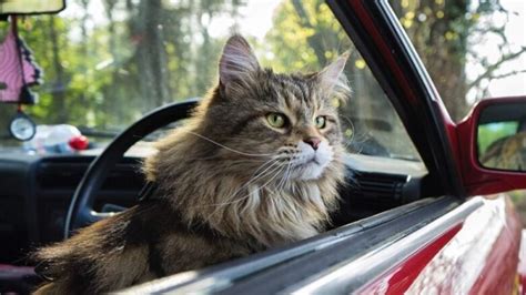 Fluffy Cat Tails Pet Radio Magazine