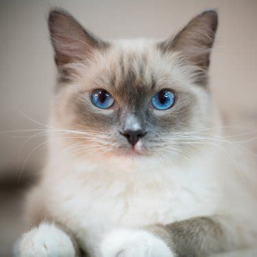 Their soft coat and bright blue according to the breed standards for ragdoll cats, all examples of this breed must have bright blue they are lap cats who enjoy being held and spend much of their time napping on or near their owners. Ragdoll Cat Breeders Near Me