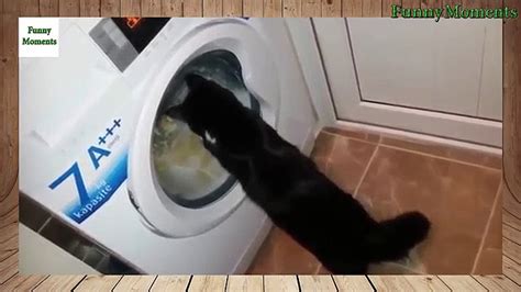 Funny Cats Vs Washing Machines Compilation New New Hd Video Dailymotion