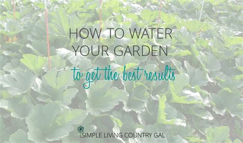 Water in the morning if possible. How To Water Your Garden To Get The Best Results