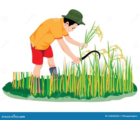 Farmer Harvest Rice In Paddy Field Stock Vector Illustration Of