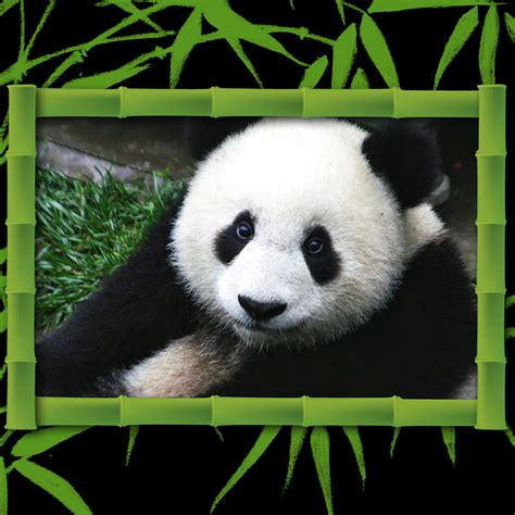 44 Panda Song Wallpaper Wallpapersafari