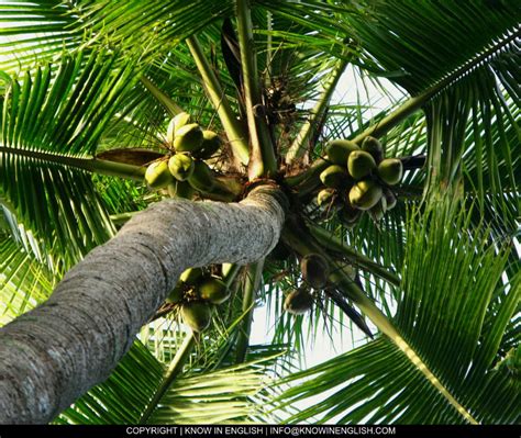 Info About Coconut Tree Know In English Plants