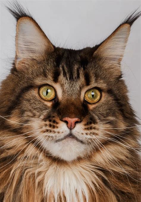 They get more fluffy each month, and by 1 year of age they have approximately 1 long fur with a somewhat if you have anything of value that's breakable, i suggest putting it away the first year. Maine Coon Cat With Blue Eyes - Best Cat Wallpaper