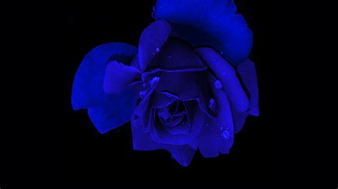 Dark Blue Rose Wallpapers Top Free Dark Blue Rose Backgrounds