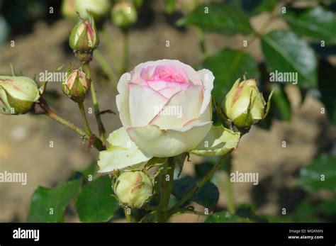 Eden Rose Hi Res Stock Photography And Images Alamy