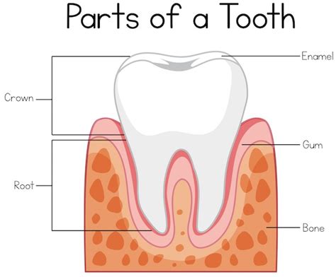 Premium Vector Parts Of A Tooth Diagram