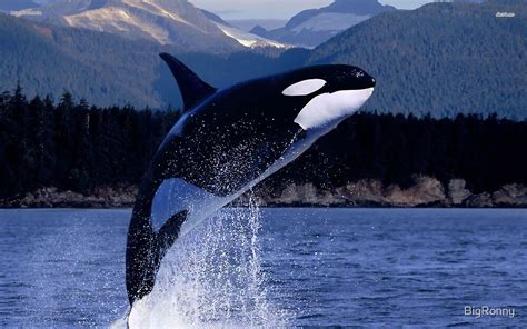 Killer Whale Jumping Out Of Water In Alaska By Bigronny Redbubble