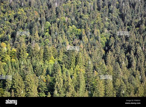 La Textura De Un Bosque De Montaña Con Muchos árboles Verdes Vista