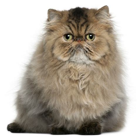 One of the oldest cat breeds, it takes its name from its place of origin: Persian cats breed: July 2013