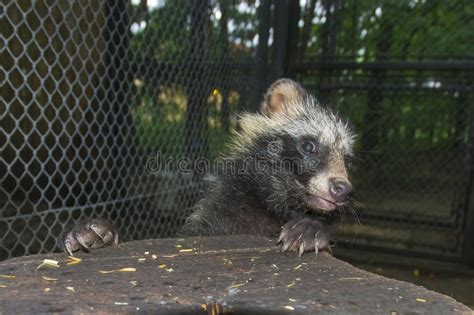 Raccoon Dog Nyctereutes Procyonoides Stock Image Image Of Puppy