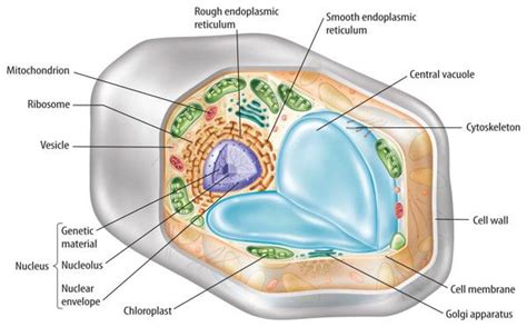 Plant Cell Diagram 7th Grade Awesome Cell Structure And Function Cell