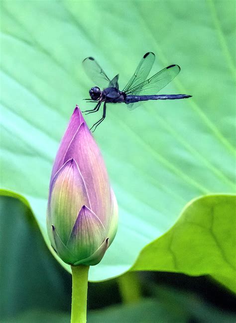 Dragonfly Landing On A Lotus Blossom Photograph By William Bitman Pixels