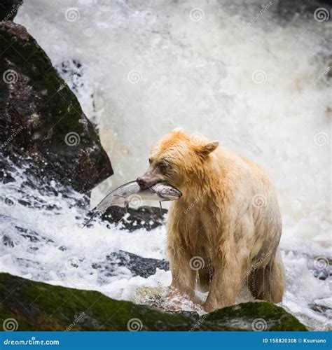 Spirit Bear Stock Photo Image Of Danger Brown Nature 158820308