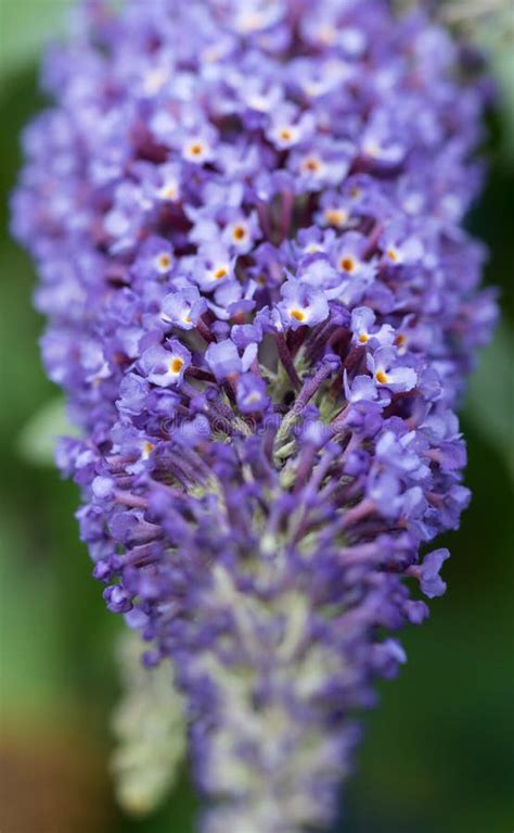 Close Up Of Blue Buddleia Flowers Stock Image Image Of Blue Cluster