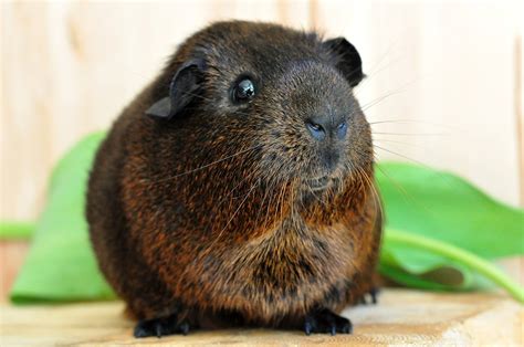 Guinea Pigsmooth Hairfur Animalsanimalgold Agouti Free Image From