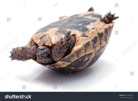 Turtle Turtle Upside Down Trying Turn Stock Photo Shutterstock